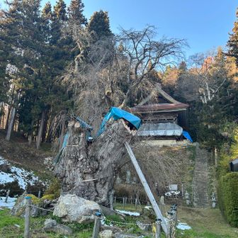 信玄駒つなぎの桜は伐採され、株だけに。