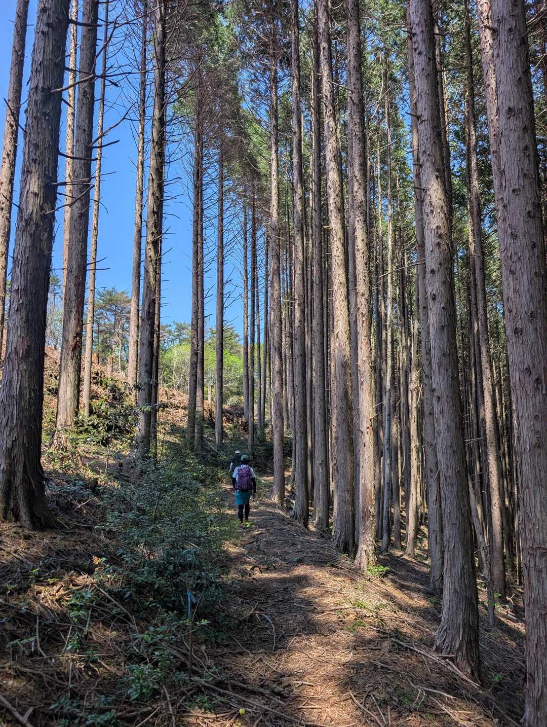 道徳山-緑山 周回コースの写真