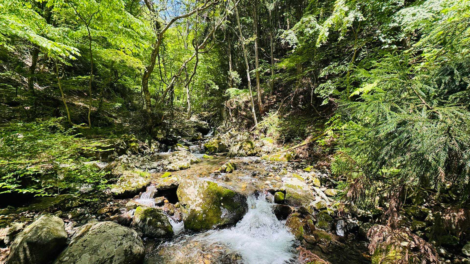 上流方面
沢の水音も癒されます♪