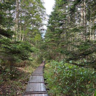 ハイカーさんのスライドの多い木道　みなさん山小屋お泊まりだったのかな？