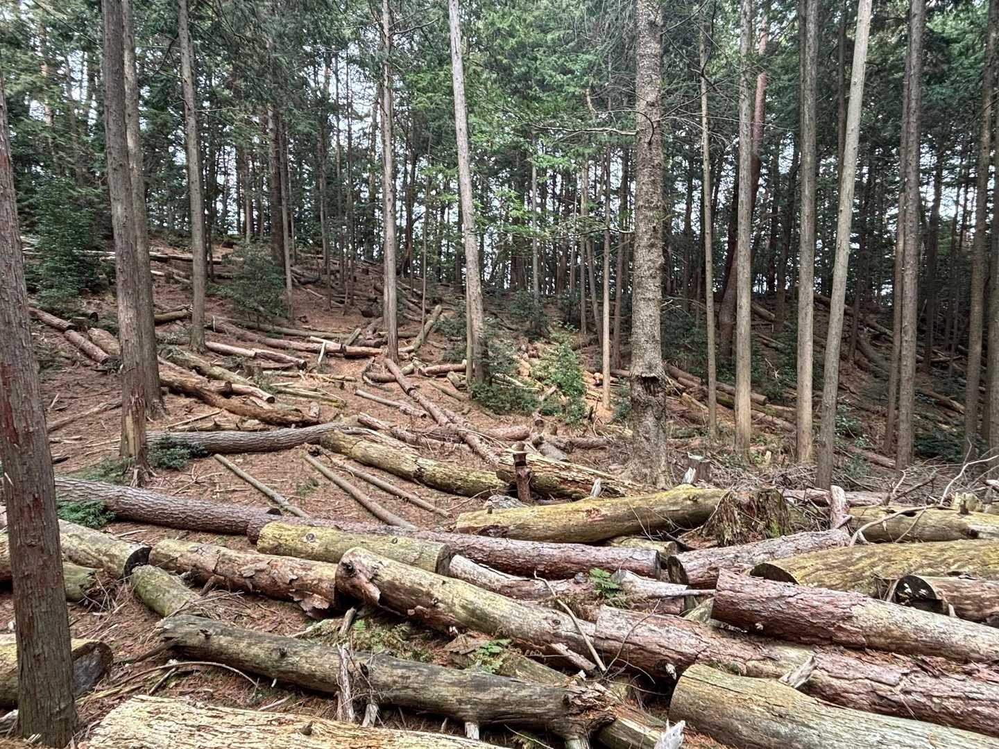 森を健康に保つ間伐作業がなされています