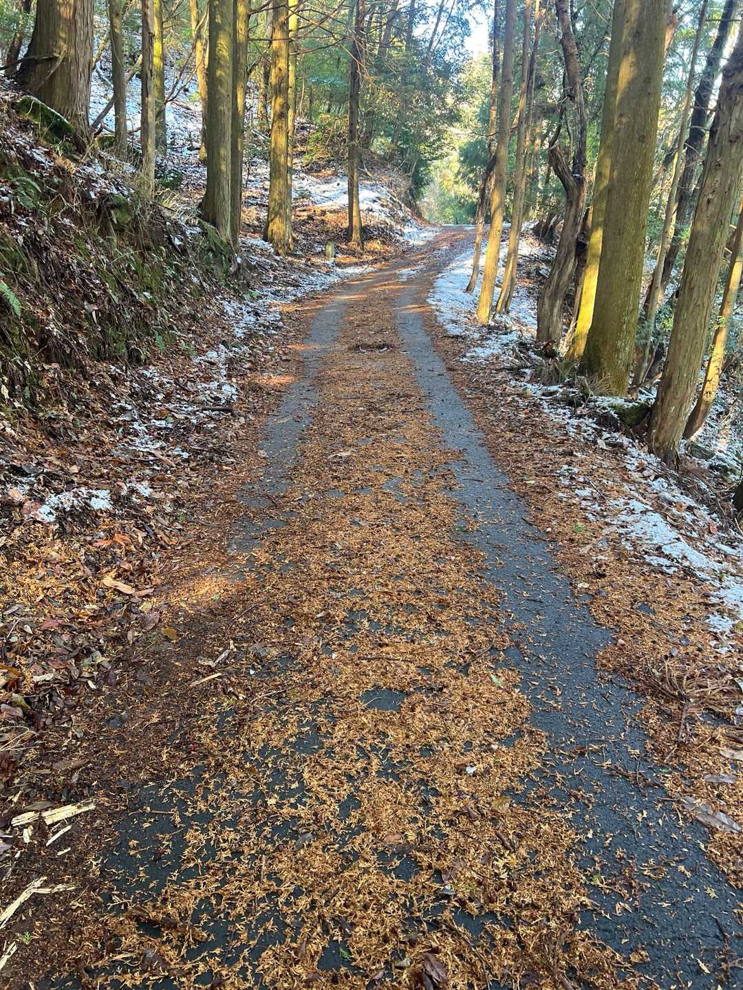 上から小さい雪の塊が降ってくる❄️