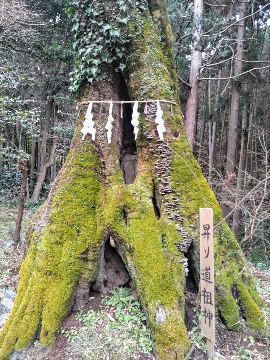 洞に道祖神を抱えて、地面から浮き上がって行ったのかなぁ😊
悠久のエレベーター…乗ってみたい😌