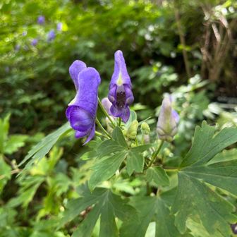 綺麗な花に別れを告げて
