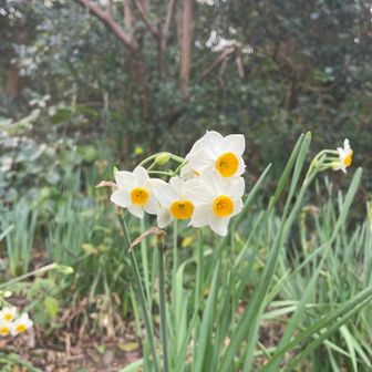 水仙の丘 ですから