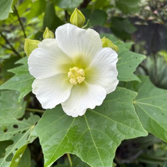 芙蓉