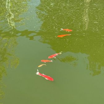 🐟