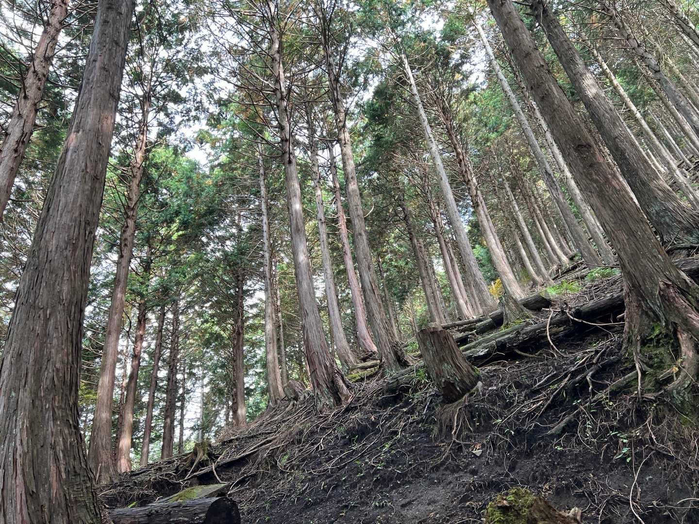 矢倉沢バス停-矢倉沢登山口-矢倉岳-清水越-地蔵堂バス停 縦走コースの写真