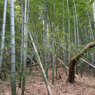 竹林迷いそうで怖いなー
今のところピンクテープに絶大な信頼を置いてる