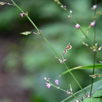 花がハサミで、切り取られて、最後の写真です。残念です