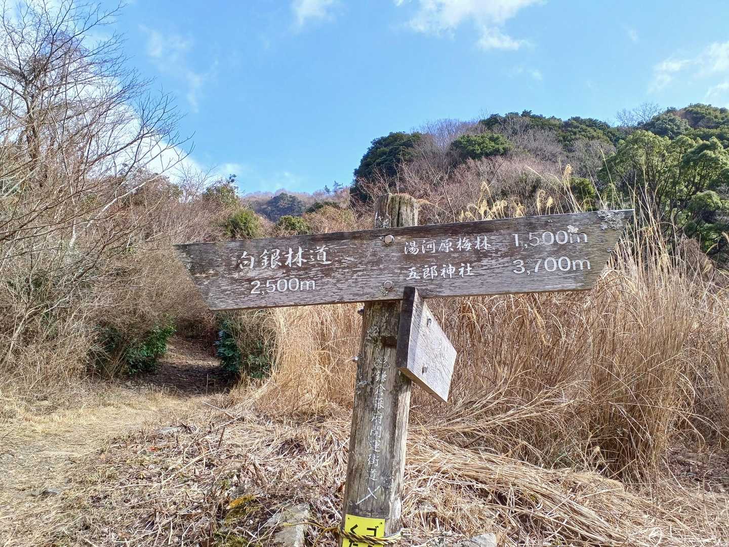 林道の分岐点まで下ってきました