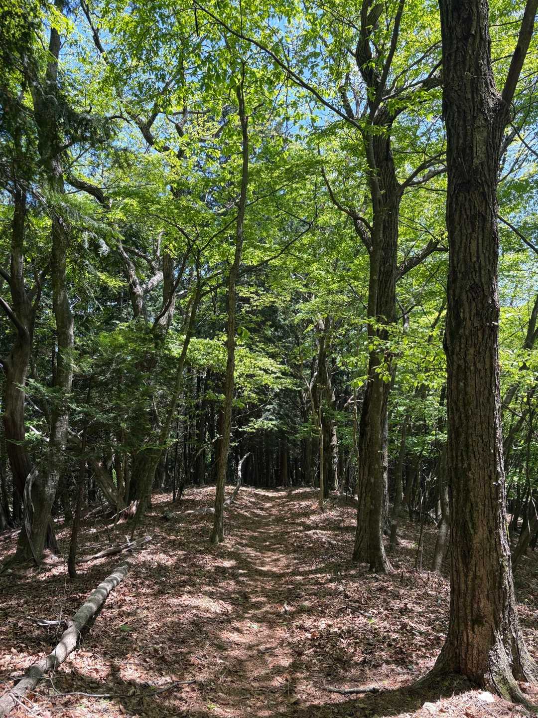 　最初から最後まで、ずっとずっと歩きやすい道でした。ブナの新緑が最高でした🍀