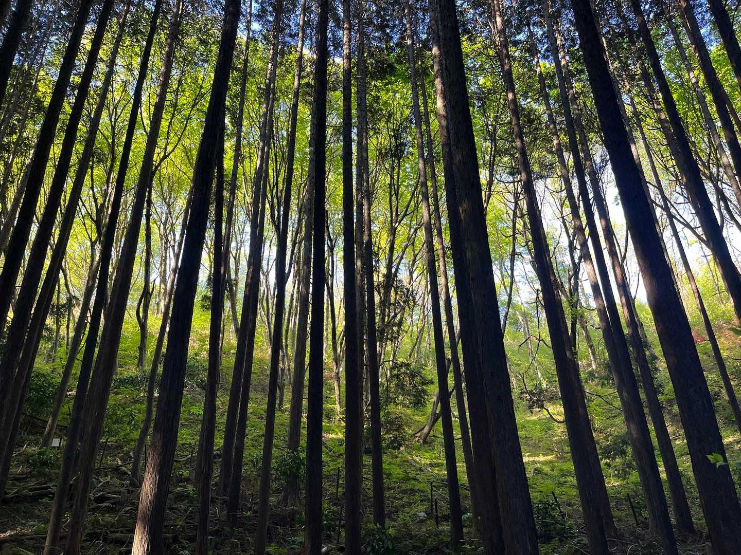 天狗谷-大和葛城山-水越峠 周回コースの写真