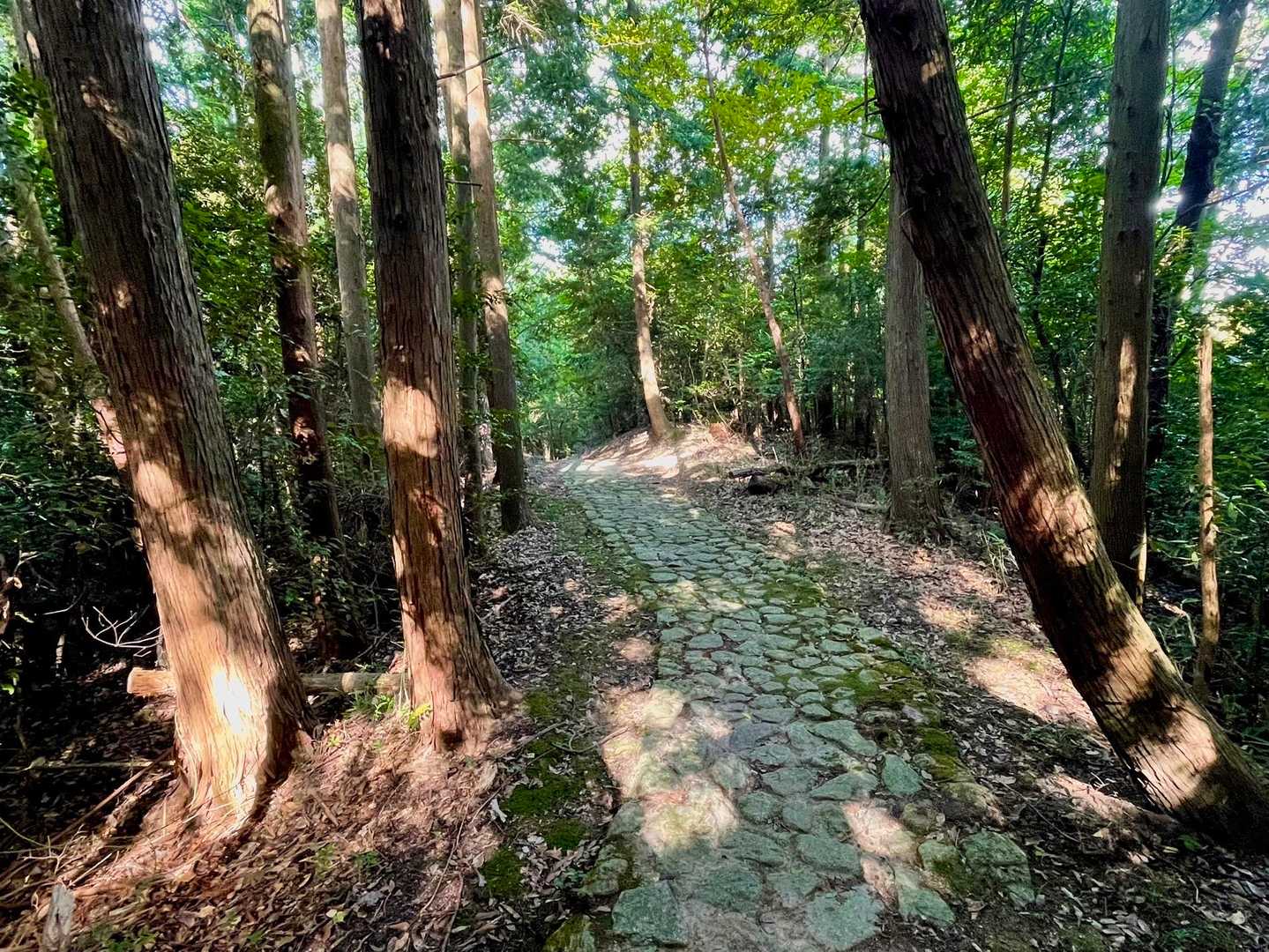 ピストンで同じ道を歩いても上りと下りでは景色が違って見えるのがイィですよね🚶‍♂️