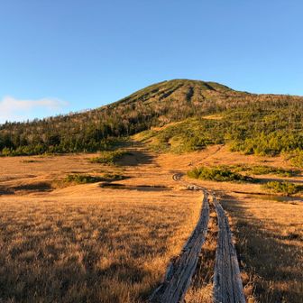 朝日に照らされて正に金色の草紅葉🧡