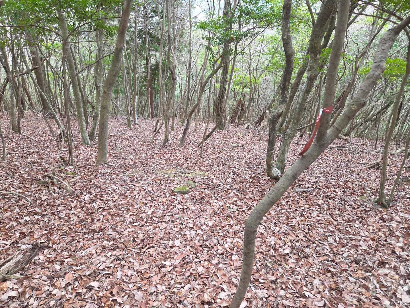 この辺り案外分かりにくい。右へ右へ降りていく感じ。