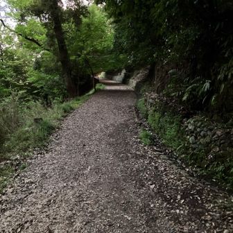 約２０キロの始まり、山道は基本広くて歩きやすく舗装道も多かったです。