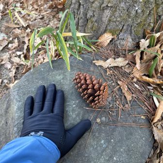 大きな松ぼっくり