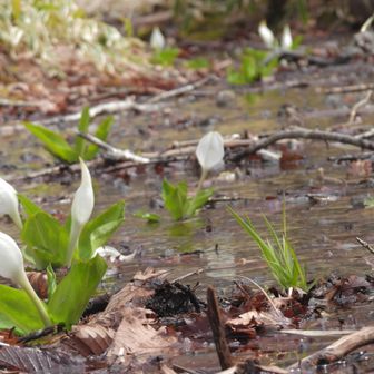 覚満淵横で水芭蕉が咲いている
