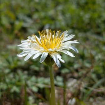 大好きなシロバナタンポポ