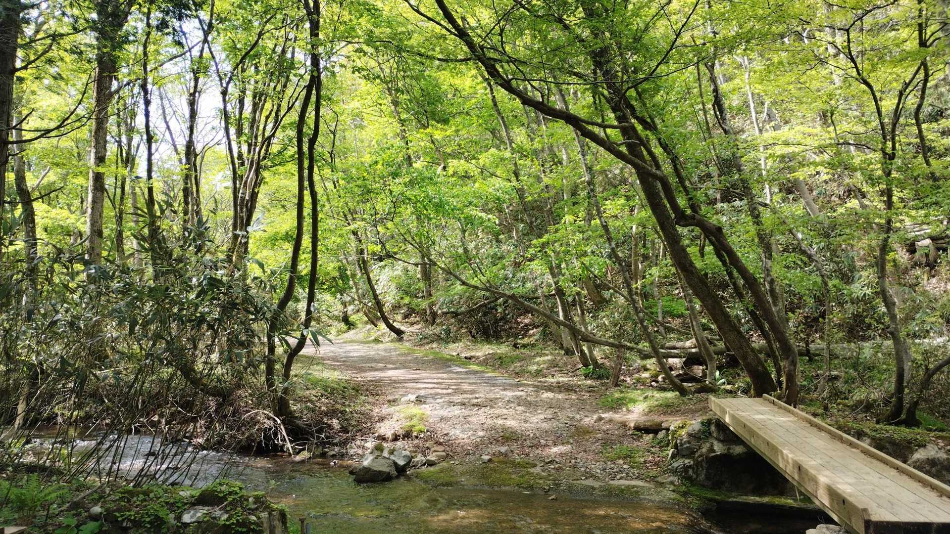 千軒平-もみじ平 周回コースの写真