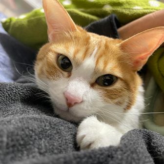 やまねこ
