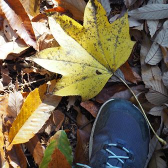 ハリギリ？大きな葉