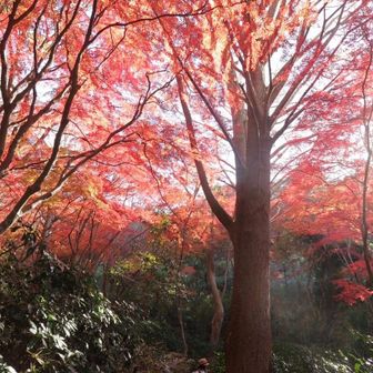 リリーアイビー