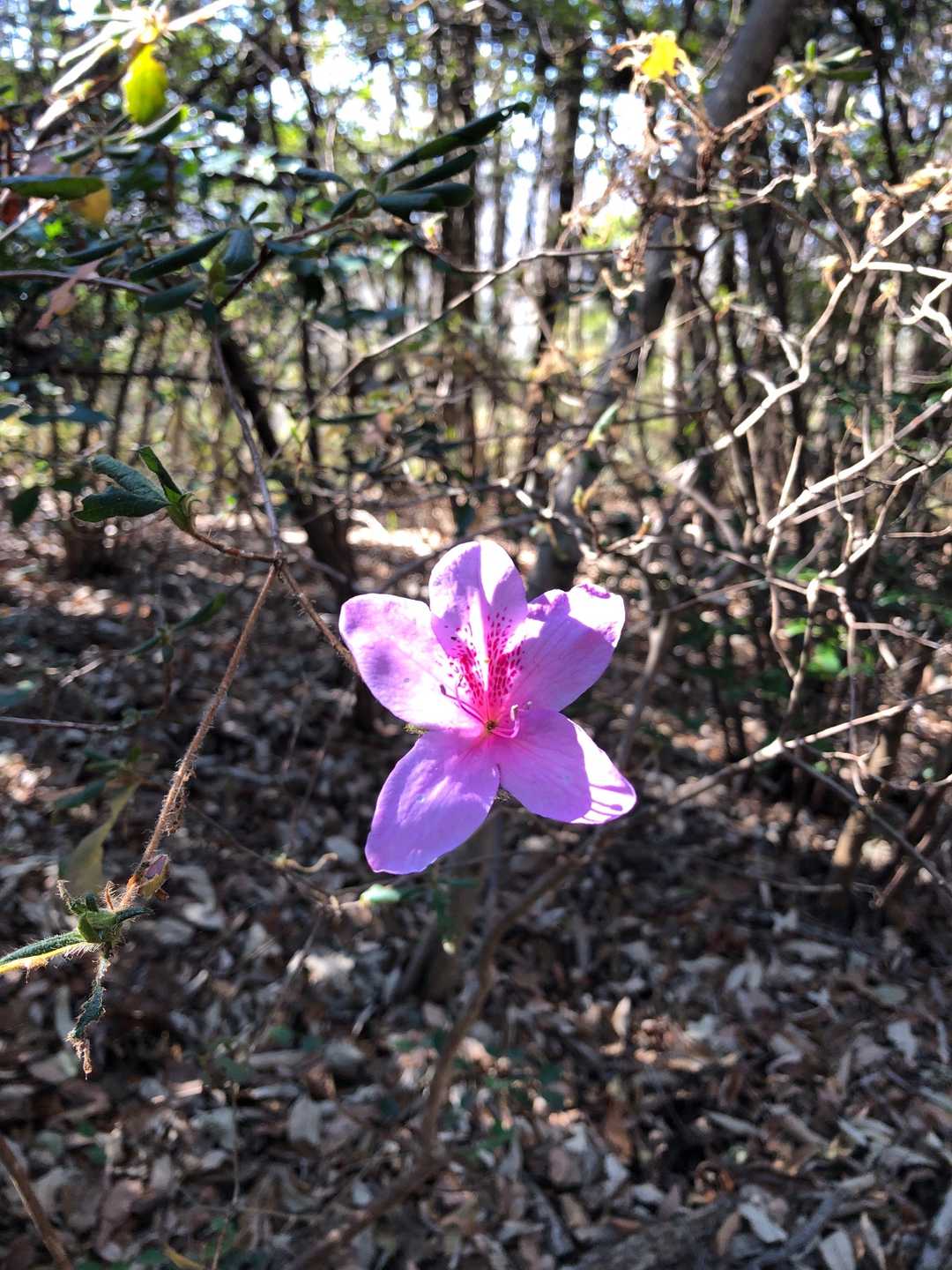 ポツンと咲いてるアザレアの花🌸か🤔