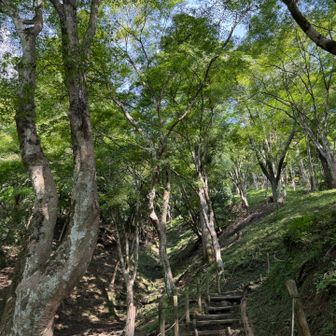 昔、ライトアップされてる時にちょっと登ったように記憶。