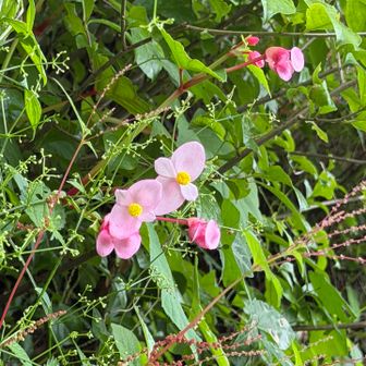 この花はなんだろう
