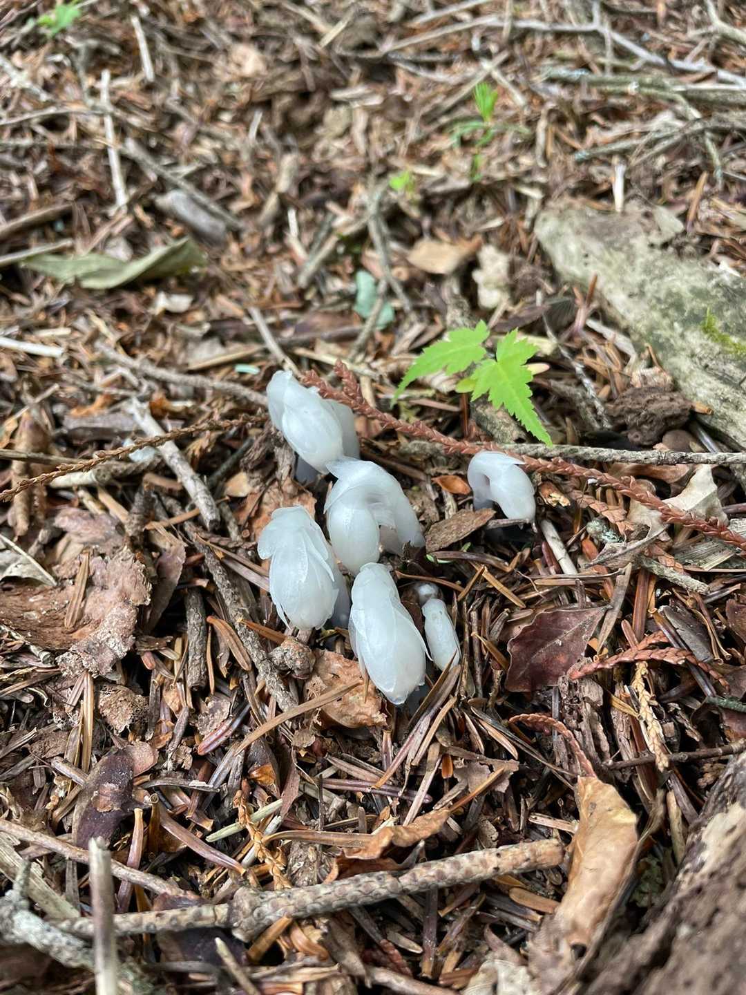 ニョロニョロ