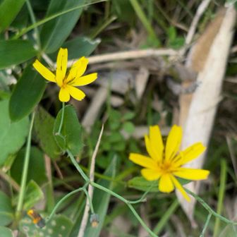 ハナニガナ🌼