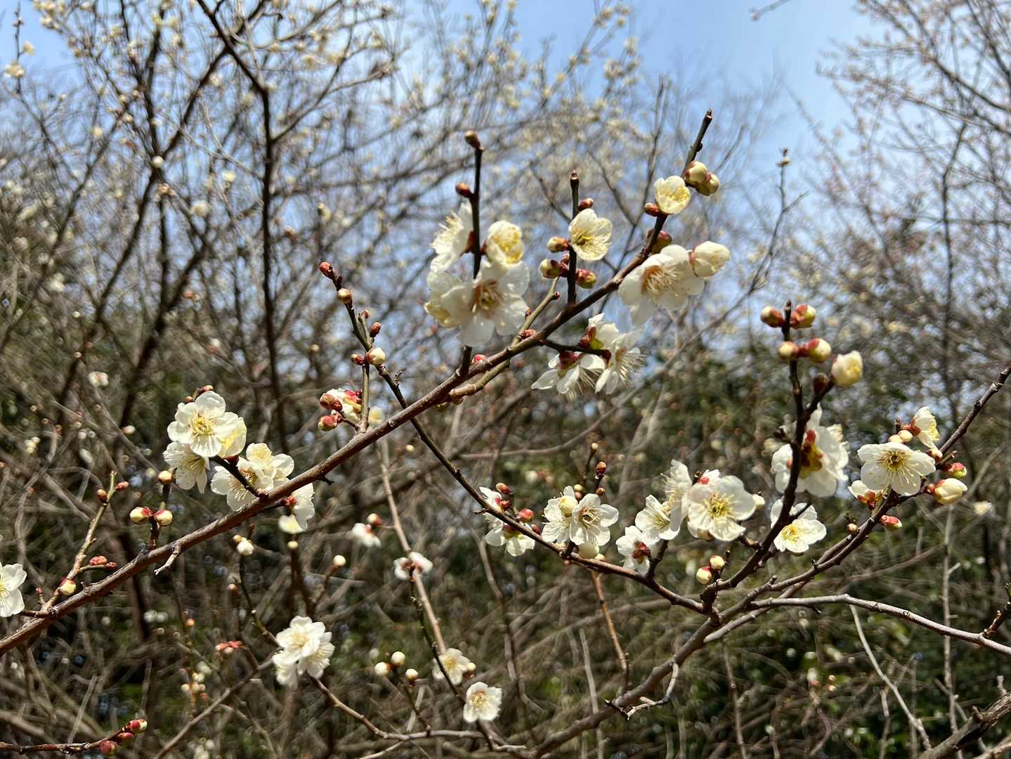 山頂に梅の花咲いてます☺️