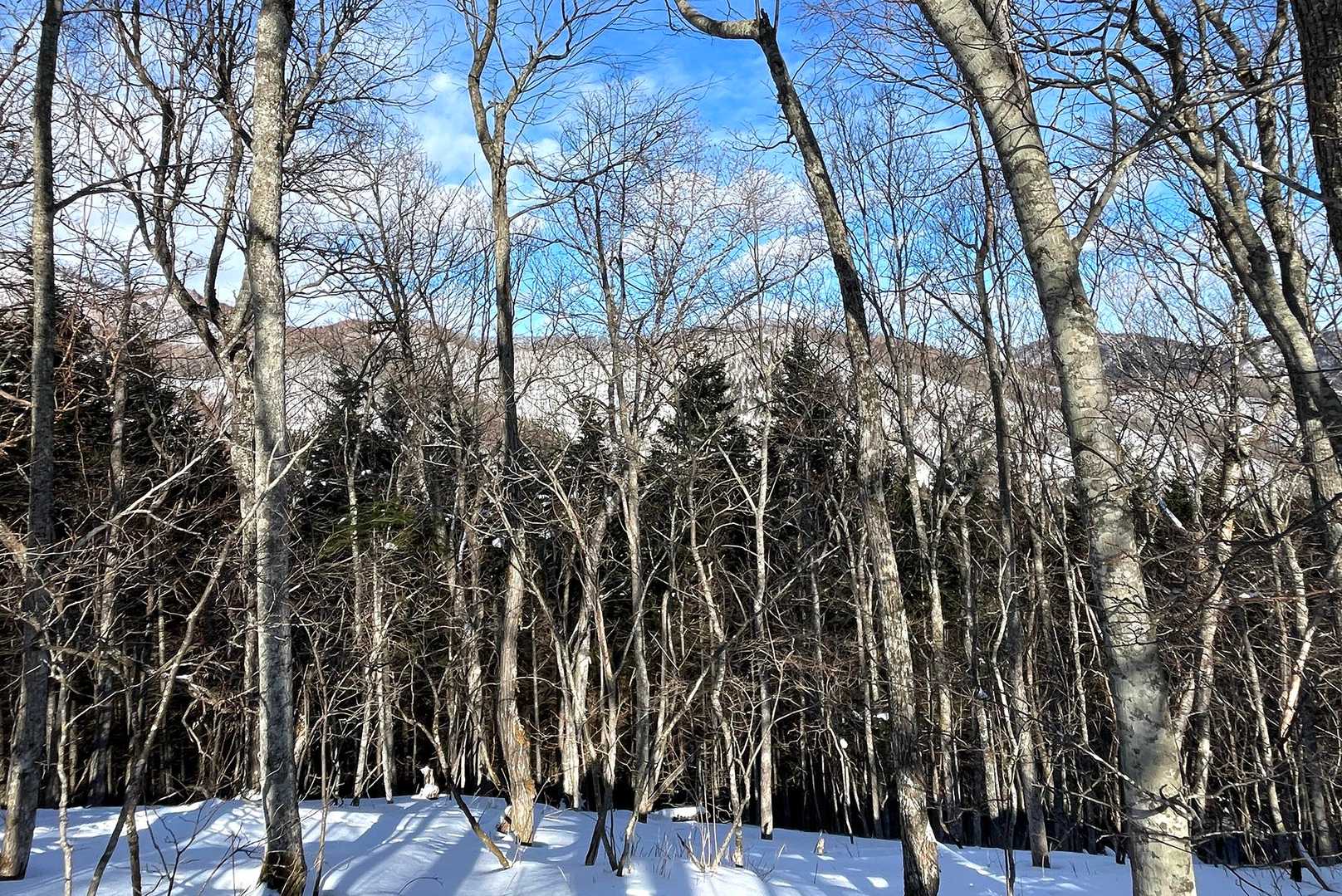 五合目から東新道へ折れると、往路で歩いた東尾根が見える。

自宅の周りは雪で埋まっているのに、こうして見ると山の雪は全然少ないな。