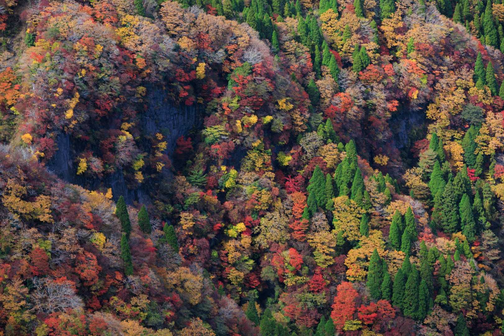 大戸尾根登山口-根子岳東峰 往復コースの写真