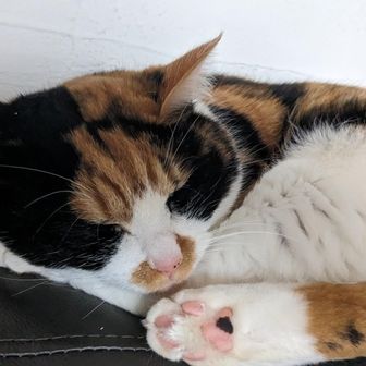 ユーザーmikenekosann