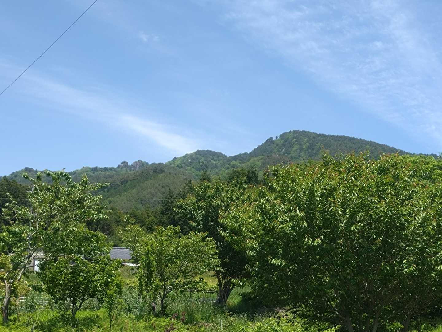 緑も色濃くなって来ました💚