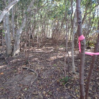 尾根道を抜けると