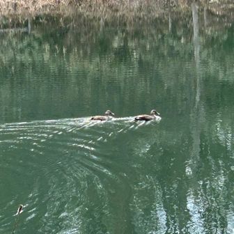 🦆仲睦まじいカルガモちゃんも健在です🥰