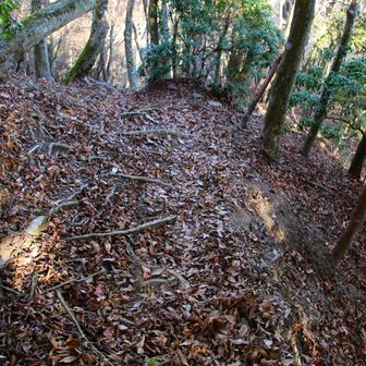 分岐直ぐに早速でたーww 落ち葉🍂パラダイス🏝

本日の核心部分です。
細尾根の急降にザレと落ち葉の四重奏♬なのですが、道が…全く分かりません。

そして…2回偽尾根に騙され、落ち葉🍂🐜蟻地獄で悶絶。必死に四つん這いで正規ルートに生還しました。