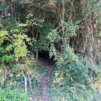 登山道も奇麗に整備されていました。