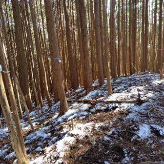 堂山やとこが山頂杉の森　