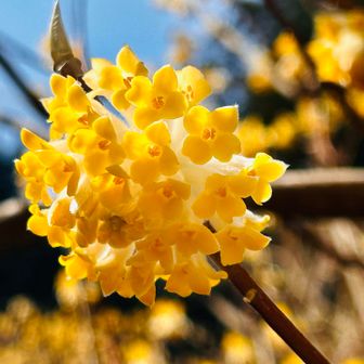 花の形ってみんな奇跡✨