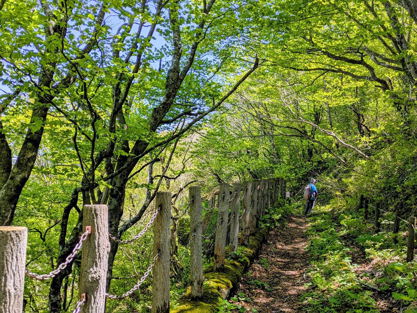 お山かけコース登山道入口-赤神神社 五社堂 往復コースの写真