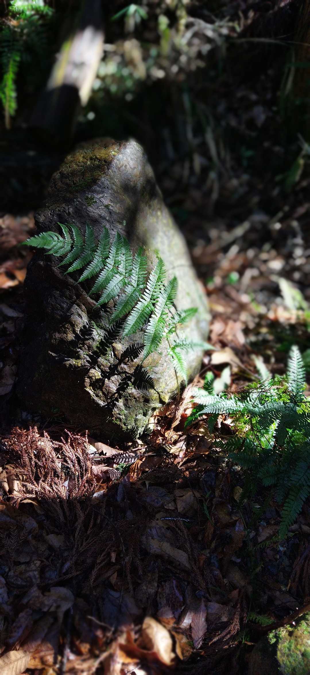 道樹山 往復コースの写真