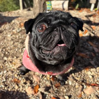 ぶさかわのパグさん