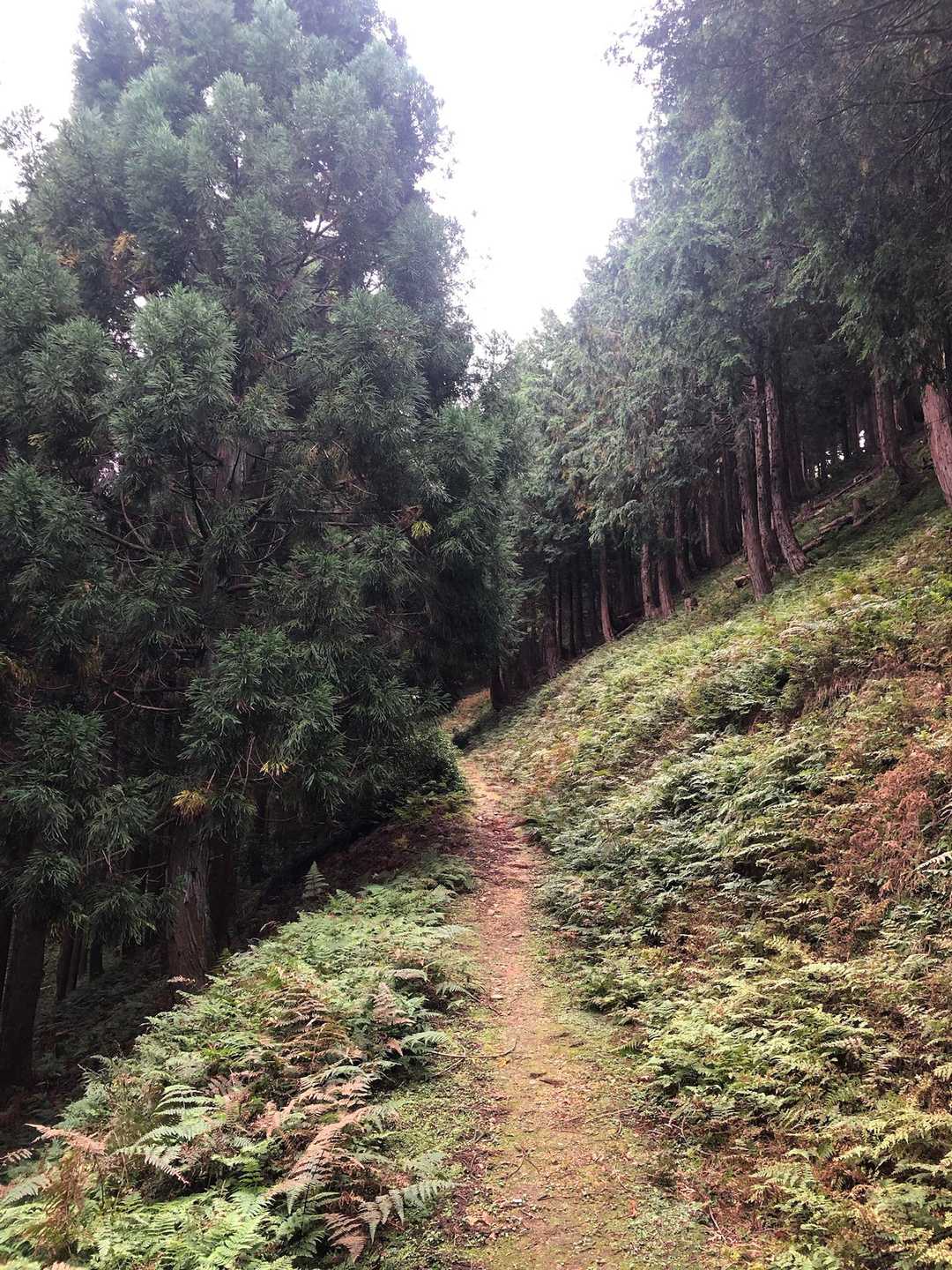 ずーっと歩きやすい登山道☺️