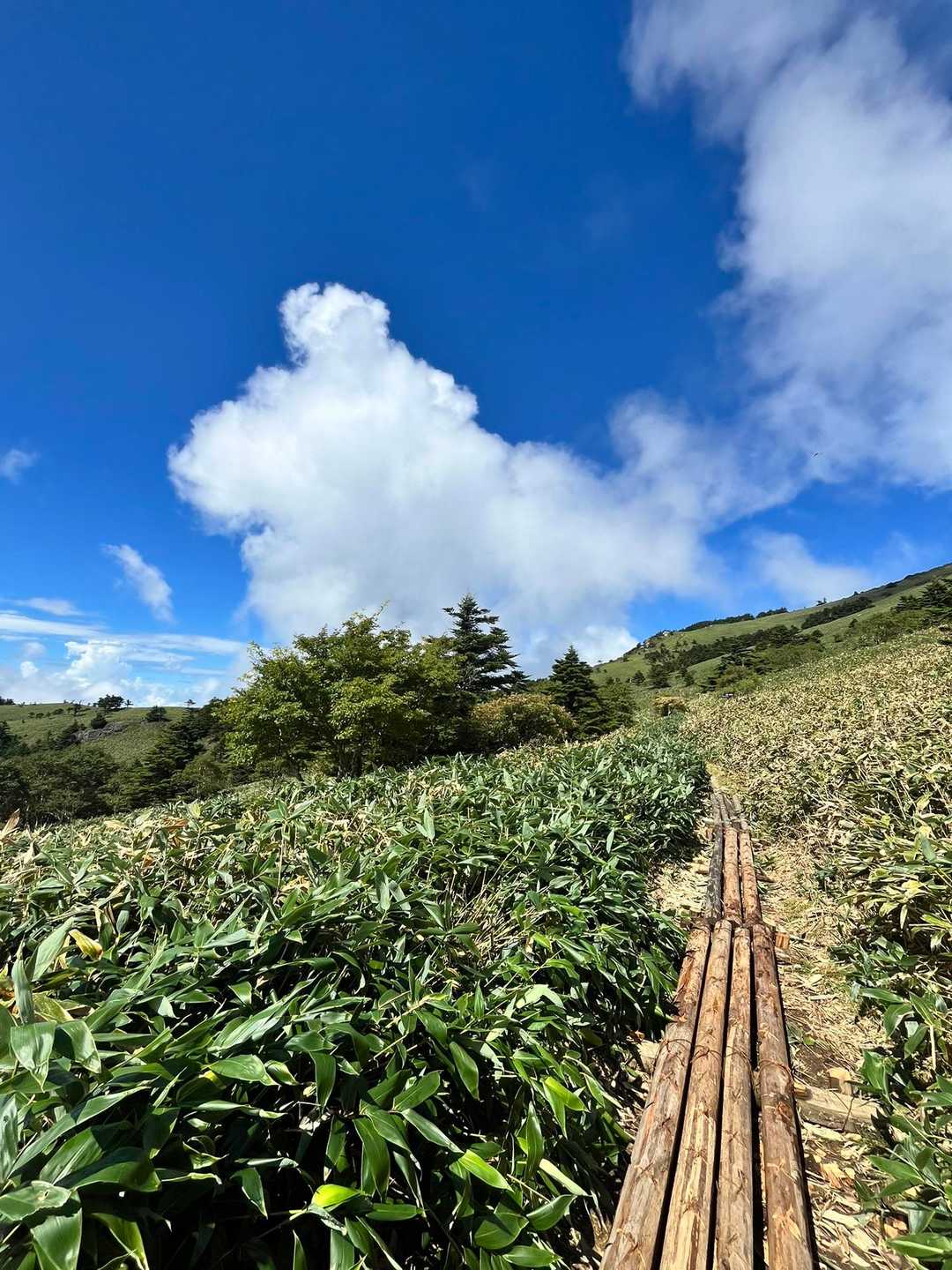 ☁️が横向きの動物に見える…🐻⁉︎🐶⁉︎🦁⁉︎
