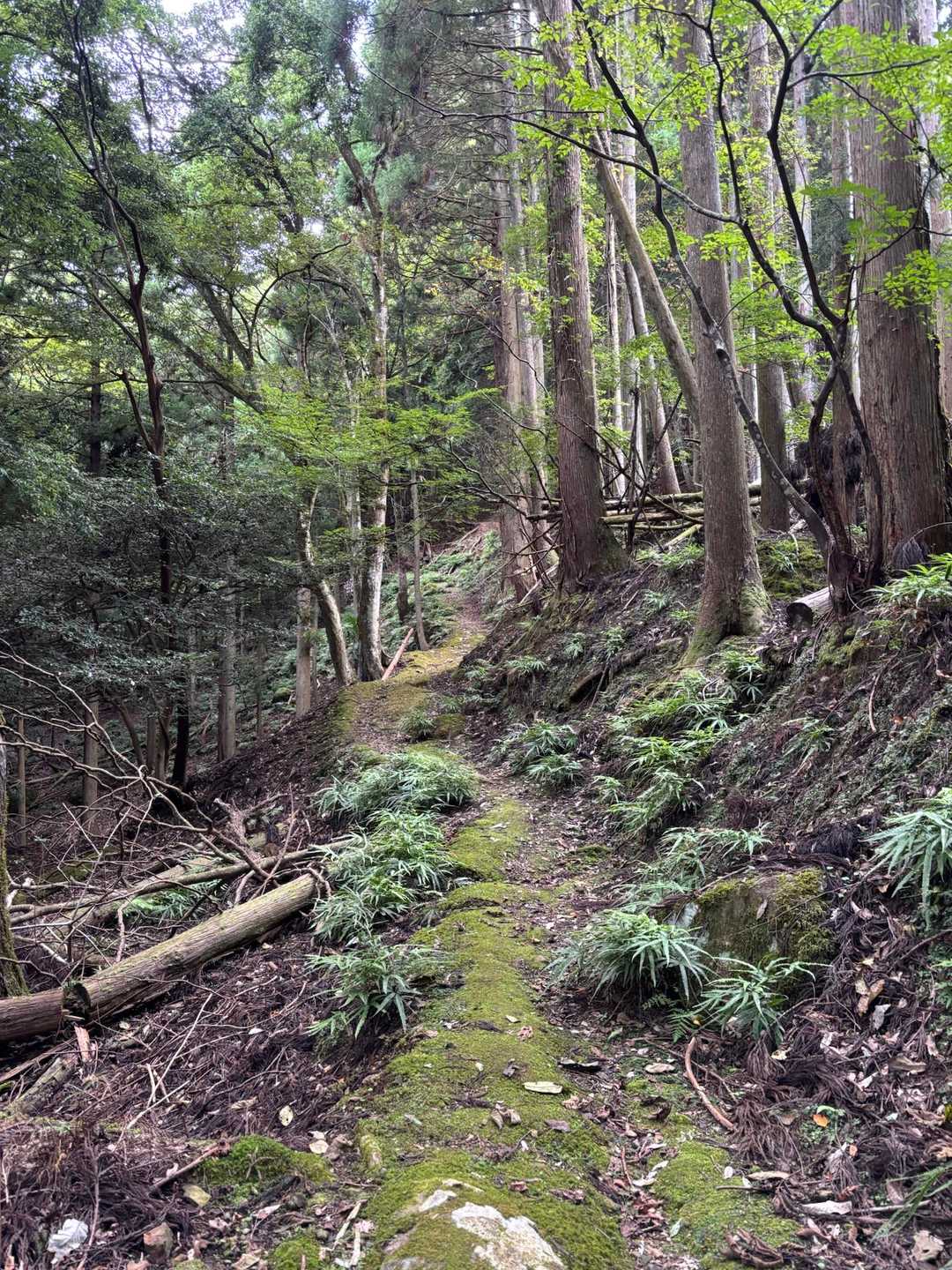 弥仙山登山口-弥仙山 往復コースの写真